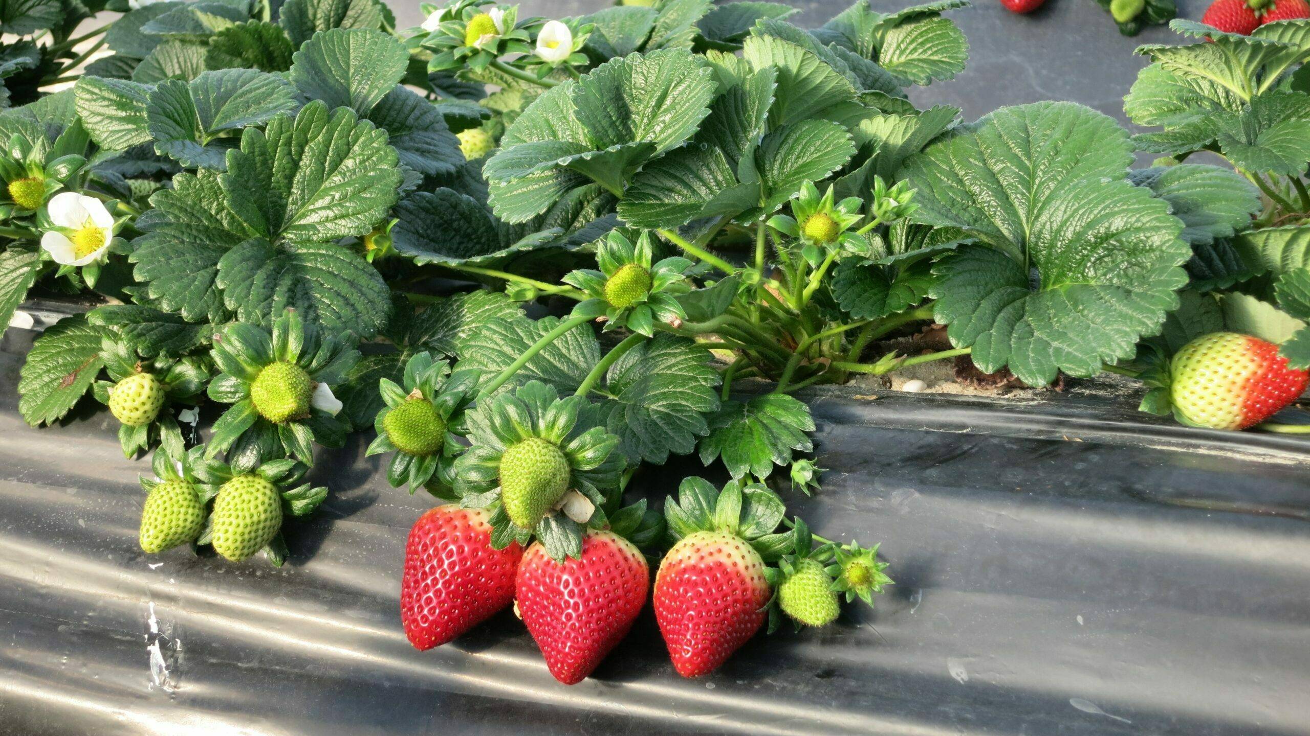 Victory, Moguer (Huelva) 070221|Inspire|Primavera, Palos de la Frontera (Huelva) 010221